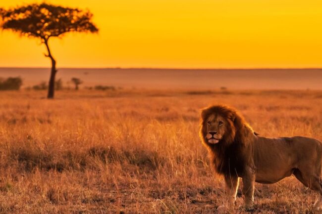 Maasai Mara National Reserve filming location - Insignia Productions