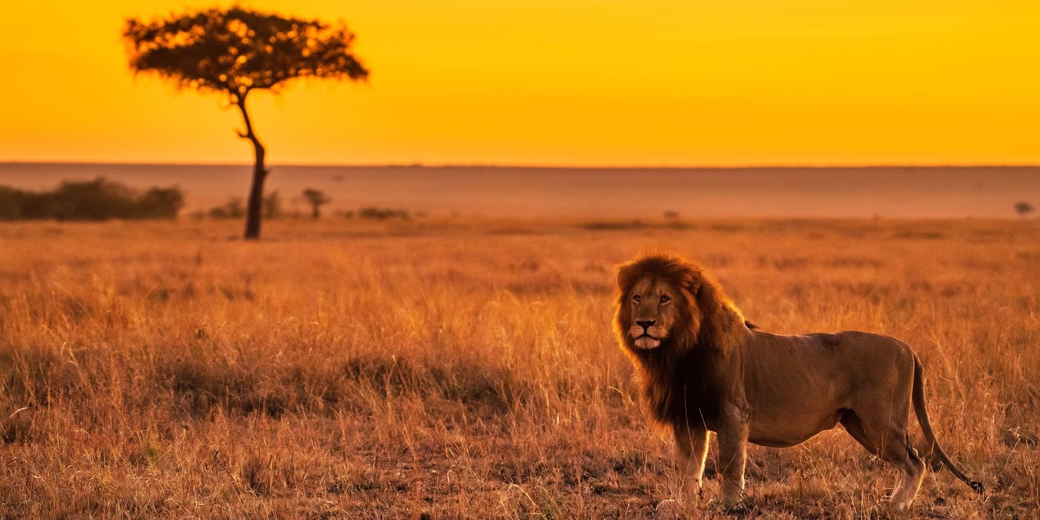 Maasai Mara National Reserve filming location - Insignia Productions